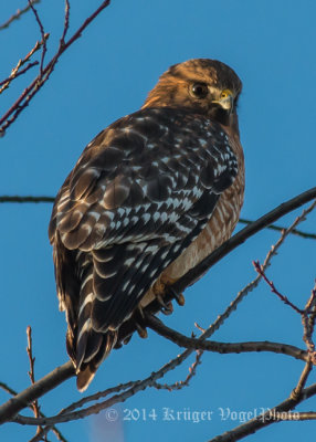 Red-shouldered Hawk 9874.jpg