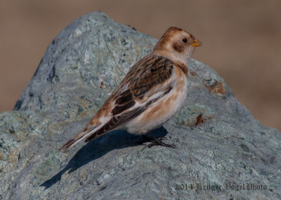 Snow Bunting (4)