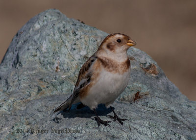 Snow Bunting 9886.jpg