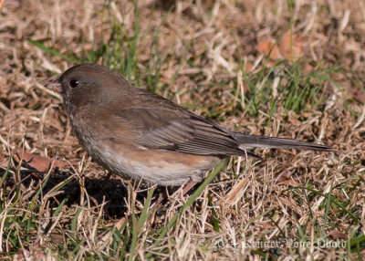 Dark-eyed Junco 9912.jpg