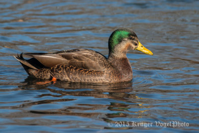 American Black Duck x Mallard hybrid (male)  0020.jpg