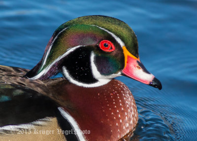 Wood Duck (28)