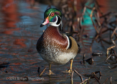 Wood Duck (male) 0137.jpg