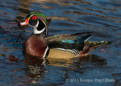 Wood Duck (male) 0110.jpg