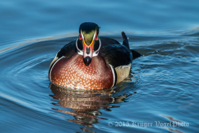 Wood Duck (male) 0009.jpg