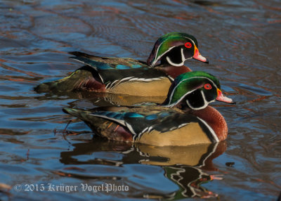 Wood Ducks (male) 0105.jpg