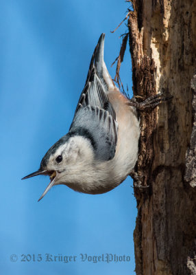 White-breasted Nuthatch (5)