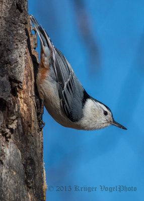 White-breasted Nuthatch 0194.jpg