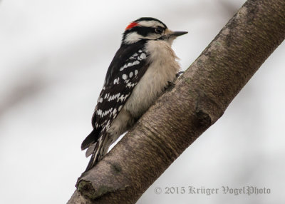 Downy Woodpecker (male) 0148.jpg