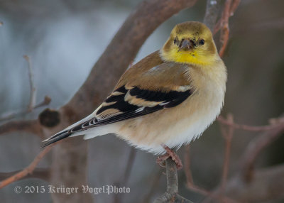 American Goldfinch 0224.jpg