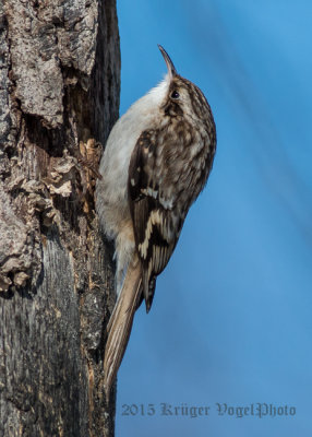 Brown Creeper (4)