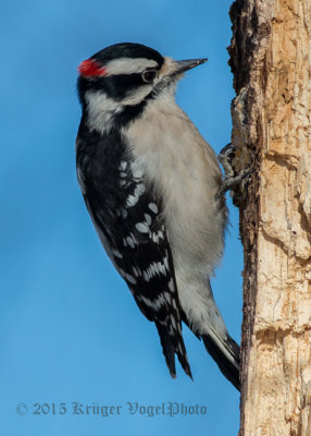 Downy Woodpecker (male) 0258.jpg
