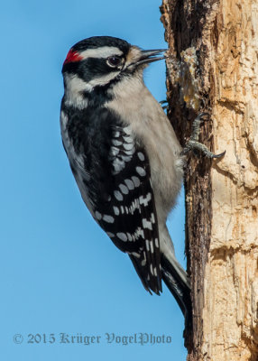 Downy Woodpecker (male) 0306.jpg