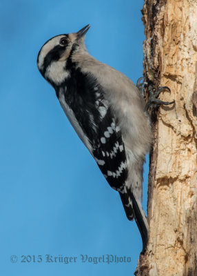 Downy Woodpecker (female) 0318.jpg