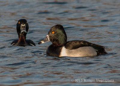 Ring-necked Ducks (male) 0596.jpg