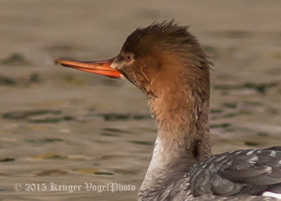 Red-breasted Merganser (female) 0426.jpg