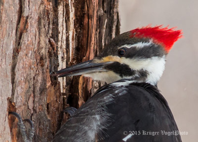 Pileated Woodpecker (9)