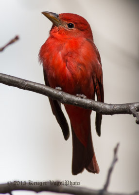 Summer Tanager (3)