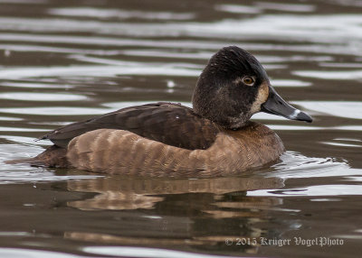 Ring-necked Duck (female) 1413.jpg