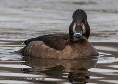 Ring-necked Duck (female) 1429.jpg