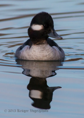 Bufflehead (female) 1530.jpg