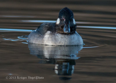 Bufflehead (female) 1583.jpg