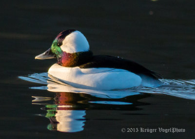 Bufflehead (male) 1686.jpg