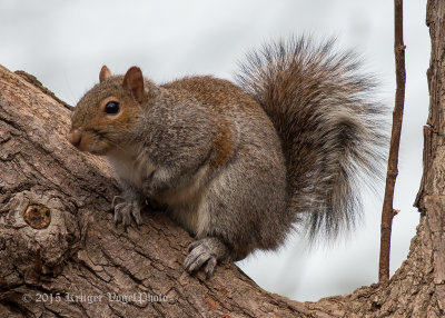 Eastern Gray Squirrel 1315.jpg
