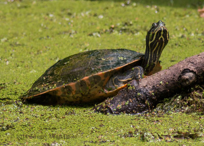 Northern Red-bellied Turtle (2)