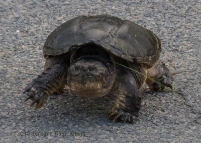 Eastern Snapping Turtle (7)