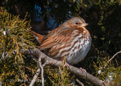 Fox Sparrow (3)