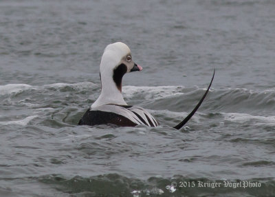 Long-tailed Duck (male) 1960.jpg