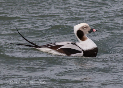 Long-tailed Duck (male) 2067.jpg