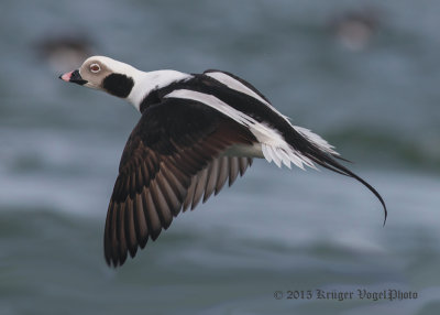 Long-tailed Duck (26)