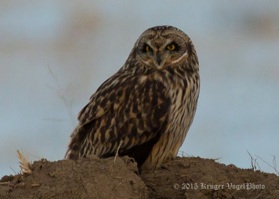Short-eared Owl 2442.jpg