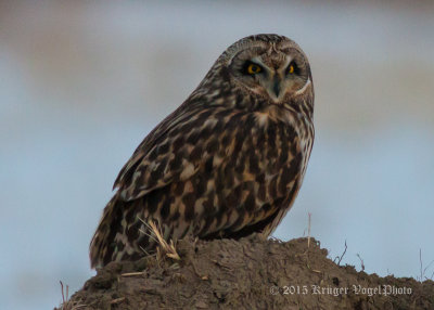Short-eared Owl 2457.jpg