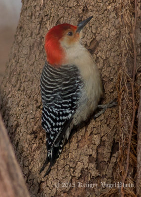 Red-bellied Woodpecker (11)