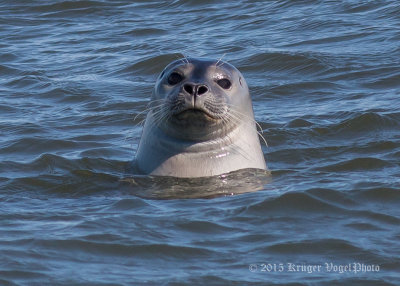 Harbor Seal 2568.jpg