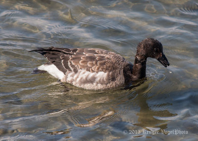 Brant (juvenile) 2671.jpg