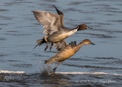 Northern Pintails 2704.jpg