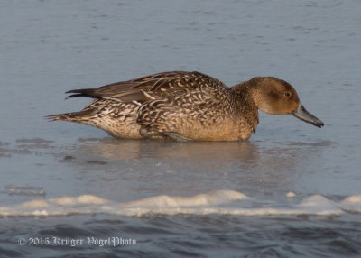 Northern Pintail (female) 2709.jpg