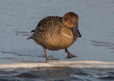 Northern Pintail (female) 2723.jpg