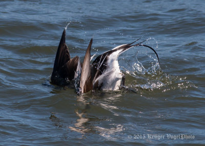 Long-tailed Duck (male) 2578.jpg