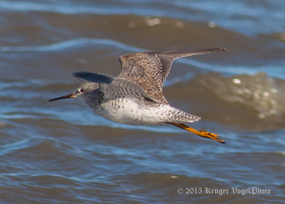 Lesser Yellowlegs 2834.jpg