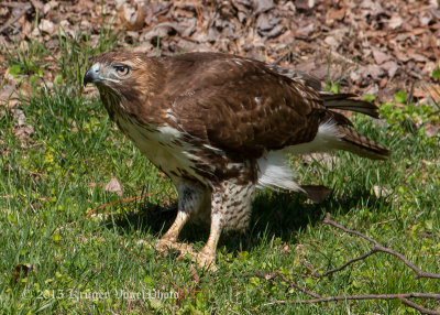 Red-tailed Hawk 3122.jpg