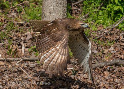 Red-tailed Hawk 3181.jpg