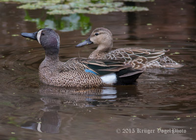 Blue-winged Teal (7)