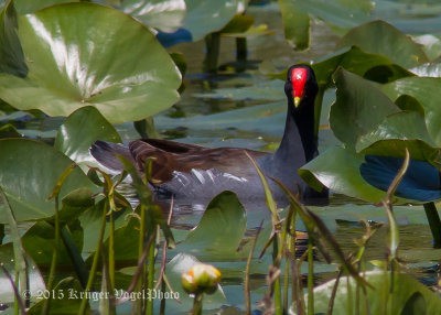 Common Gallinule 3740.jpg