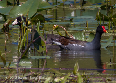 Gallinule & Coot 3745.jpg