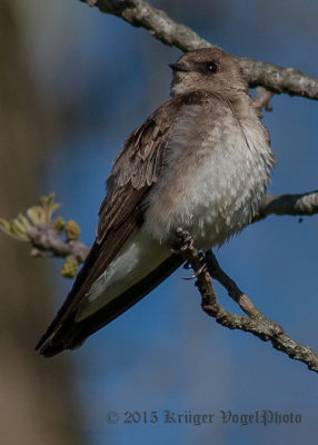 Northern Rough-winged Swallow (4)